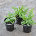 Mixed Ferns / Not Available in Winter